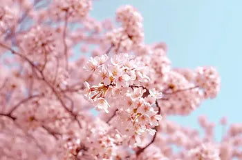 Pink cherry blossoms representing spring fragrance inspiration.